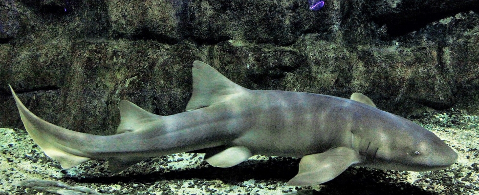 tubarão-martelo-aquario-de-santos