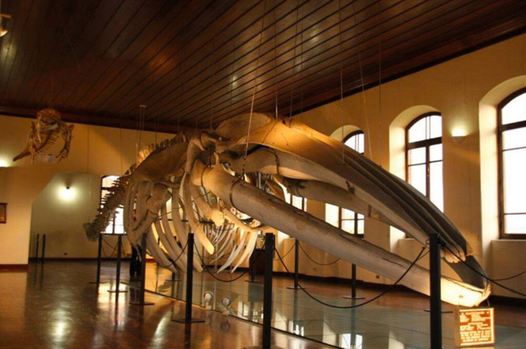 Ossada de baleia no Museu de Pesca