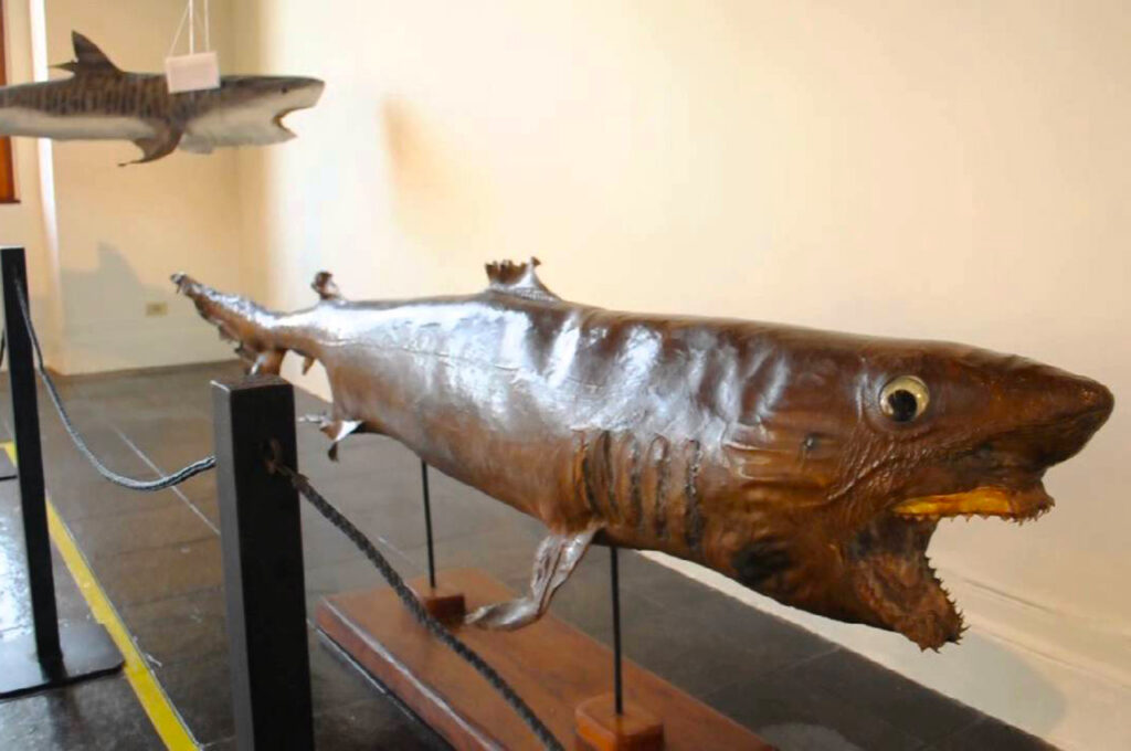 animais taxidermizados no Museu de Pesca