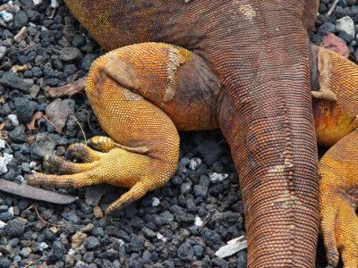 Iguana de Galápagos