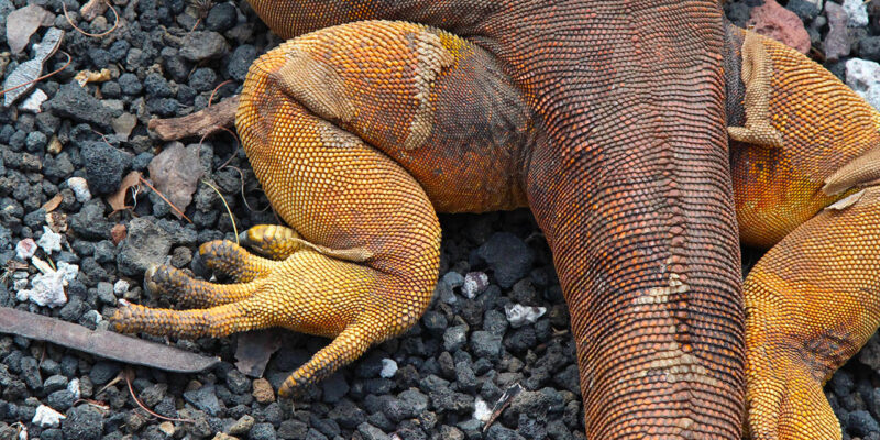 Iguana de Galápagos