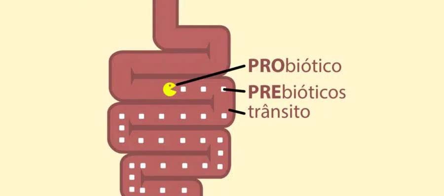 O que é prebiótico e qual a diferença para probiótico