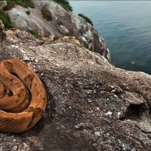 Ilhas da Queimada Grande - Ilha das Cobras